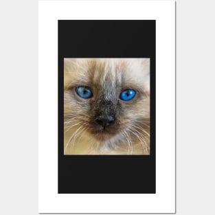 Cat with blue eyes Posters and Art